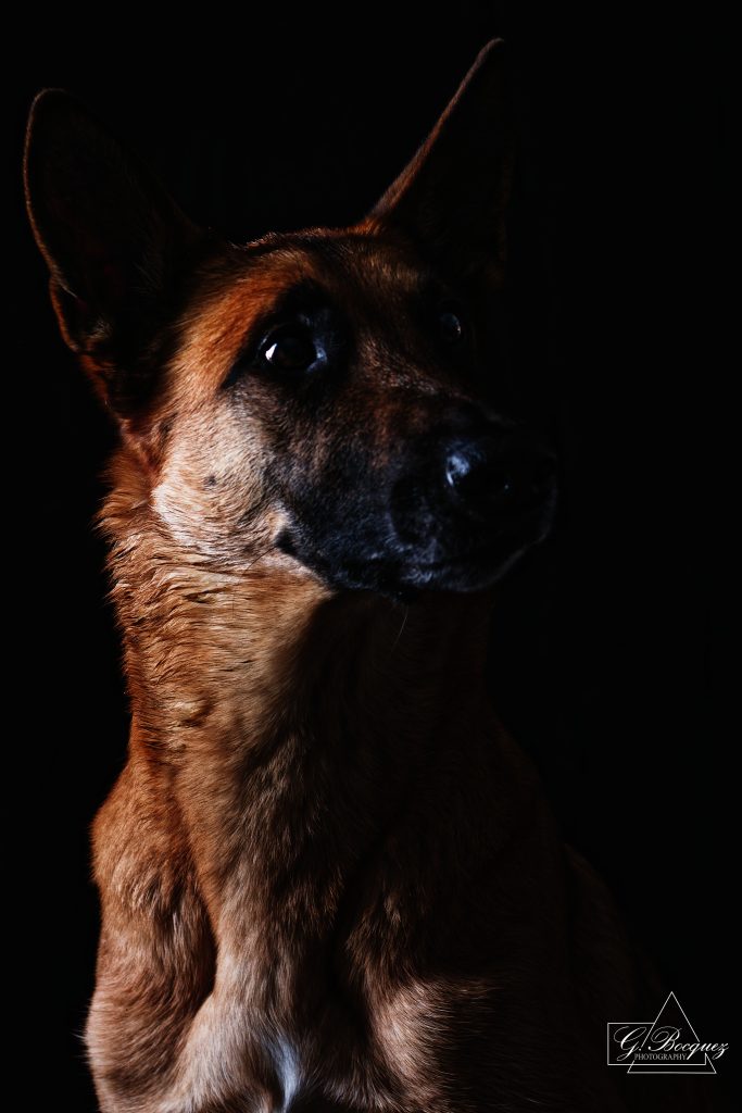 Portrait studio chien